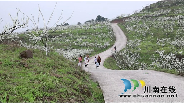 合江：李花又开放，笑迎游客来(图4)