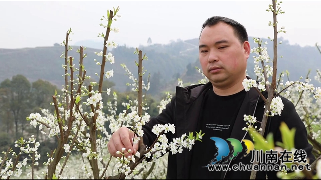 合江：李花又开放，笑迎游客来(图6)