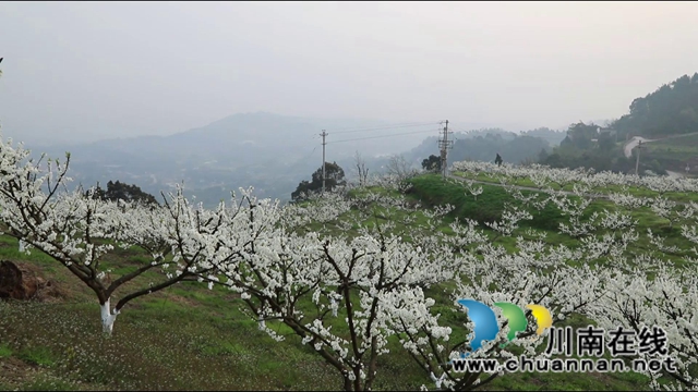 合江：李花又开放，笑迎游客来(图11)