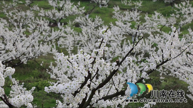 合江：李花又开放，笑迎游客来(图10)