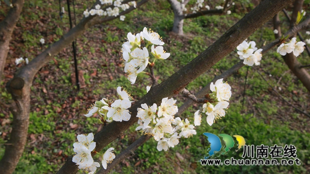合江：李花又开放，笑迎游客来(图7)