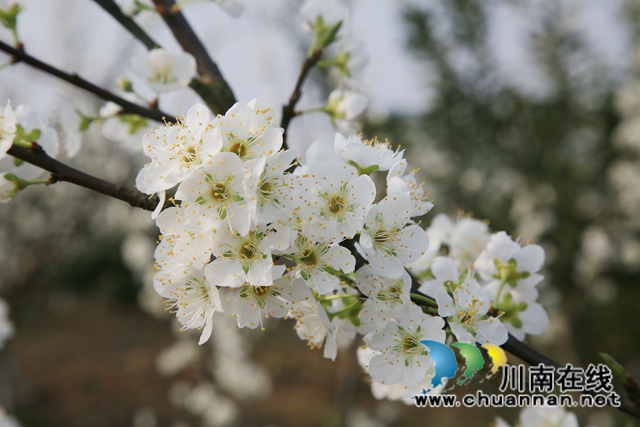 合江：李花又开放，笑迎游客来(图9)