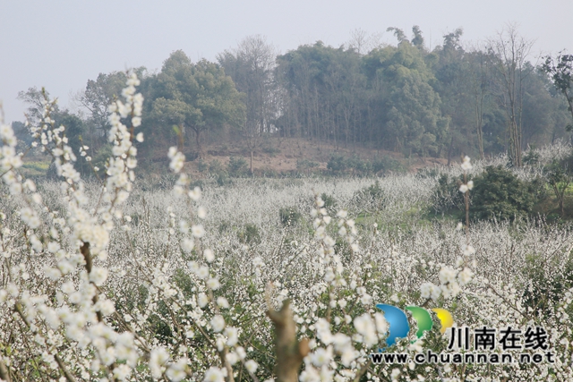 合江：李花又开放，笑迎游客来(图8)