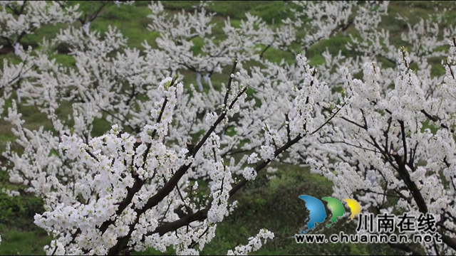 合江：李花又开放，笑迎游客来(图12)