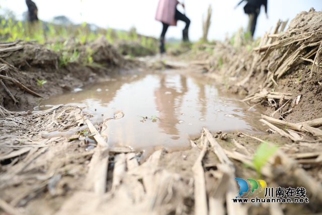 龙马潭区：灌溉网络送水到田，高效灌溉助力春耕(图5)
