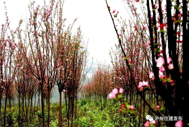 春暖花开，种树去丨泸州全民公益植树活动报名开始啦！(图1)