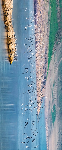 炫！泸州小市沱江边惊现成群“精灵”！(图1)