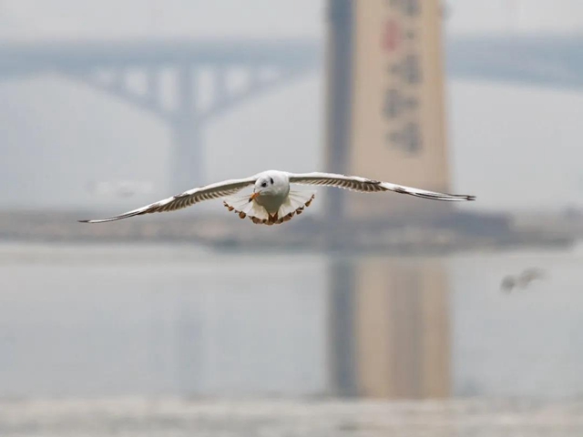 炫！泸州小市沱江边惊现成群“精灵”！(图4)