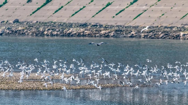 炫！泸州小市沱江边惊现成群“精灵”！(图5)