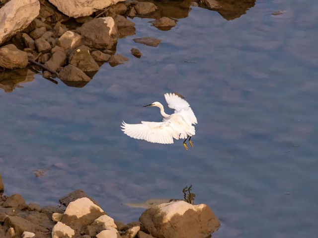 炫！泸州小市沱江边惊现成群“精灵”！(图6)