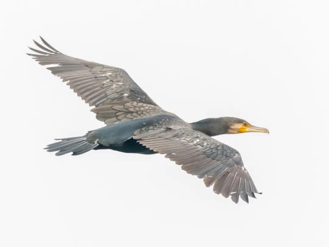 炫！泸州小市沱江边惊现成群“精灵”！(图7)