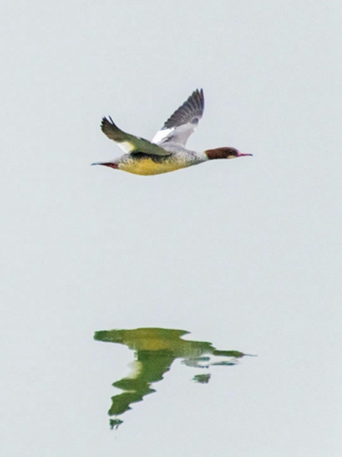 炫！泸州小市沱江边惊现成群“精灵”！(图9)