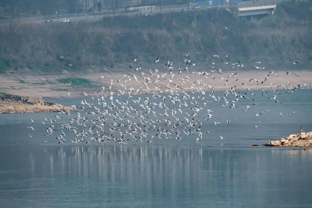 炫！泸州小市沱江边惊现成群“精灵”！(图10)