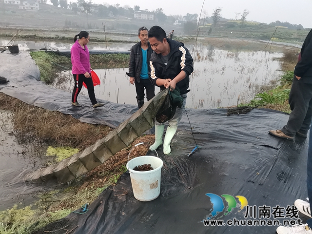 稻虾共生，错峰上市，泸县推广双稻双虾打造鱼米之乡(图3)