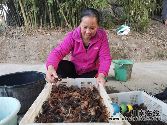 稻虾共生，错峰上市，泸县推广双稻双虾打造鱼米之乡(图2)