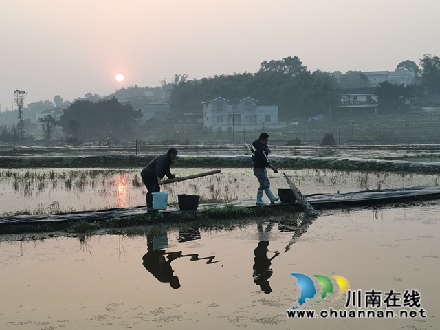 稻虾共生，错峰上市，泸县推广双稻双虾打造鱼米之乡(图4)
