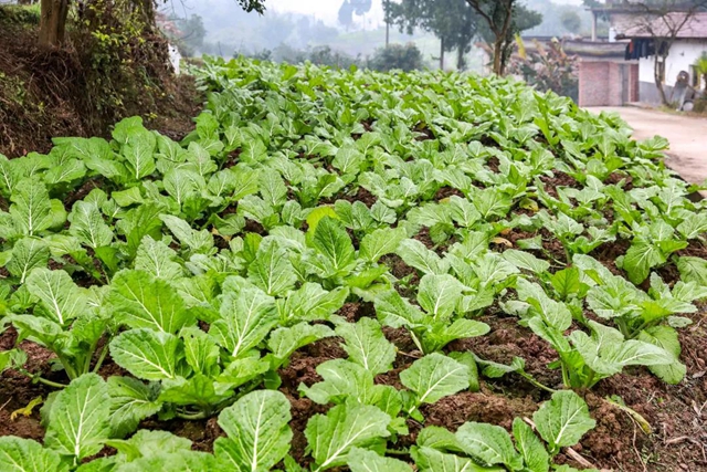 爱上合江先市的理由，都在这份地方特产名单里！(图10)