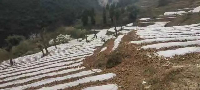 古蔺县金兰街道：发展专业合作社，助力乡村振兴(图2)