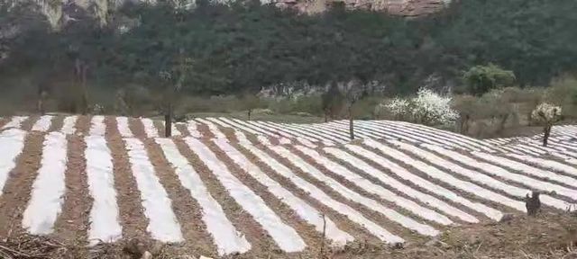 古蔺县金兰街道：发展专业合作社，助力乡村振兴(图3)