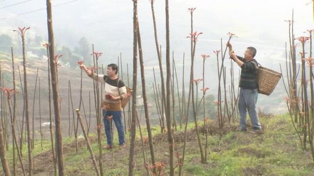 800多亩椿天！宜宾这种蔬菜正大量上市！好多人都爱吃(图3)