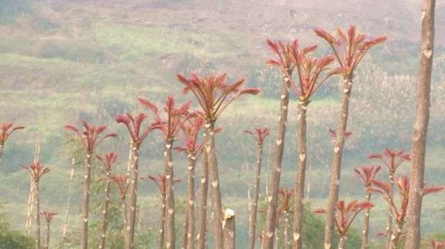 800多亩椿天！宜宾这种蔬菜正大量上市！好多人都爱吃(图4)