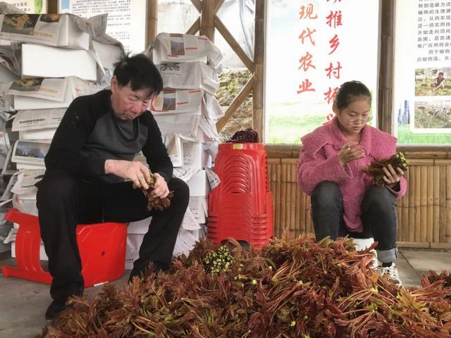 800多亩椿天！宜宾这种蔬菜正大量上市！好多人都爱吃(图6)