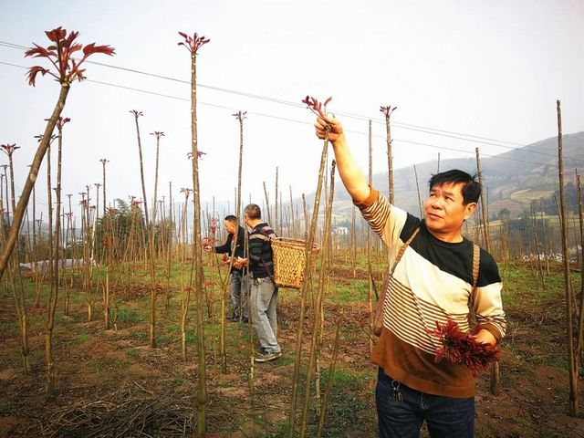 800多亩椿天！宜宾这种蔬菜正大量上市！好多人都爱吃(图7)