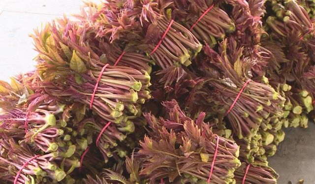 800多亩椿天！宜宾这种蔬菜正大量上市！好多人都爱吃(图8)