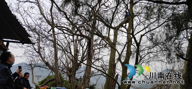 古蔺男子爬上30米高树欲轻生　古蔺消防雨中艰苦救援(图1)