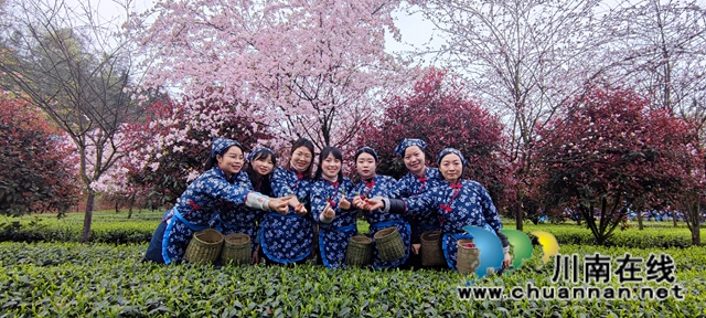 沐浴春光和畅，品闻茶香满园！纳溪区法院开展“三八妇女节”游梅岭茶园活动(图1)