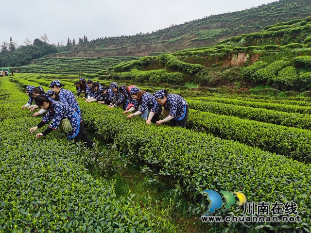 沐浴春光和畅，品闻茶香满园！纳溪区法院开展“三八妇女节”游梅岭茶园活动(图3)