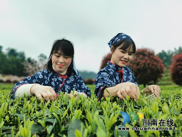 沐浴春光和畅，品闻茶香满园！纳溪区法院开展“三八妇女节”游梅岭茶园活动(图2)