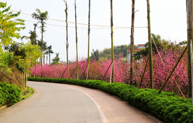 大大大福利!@泸州人,周末免费春游的机会来了!(图4) 大大大福利!@泸州人,周末免费春游的机会来了!(图4)