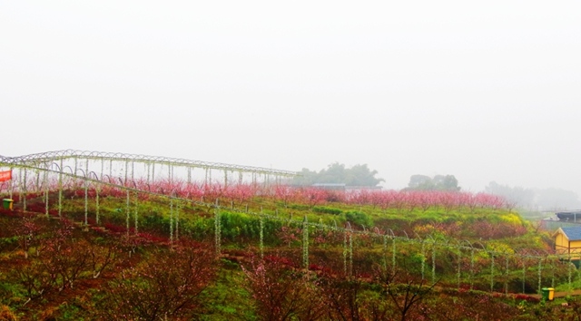 大大大福利!@泸州人,周末免费春游的机会来了!(图3) 大大大福利!@泸州人,周末免费春游的机会来了!(图3)
