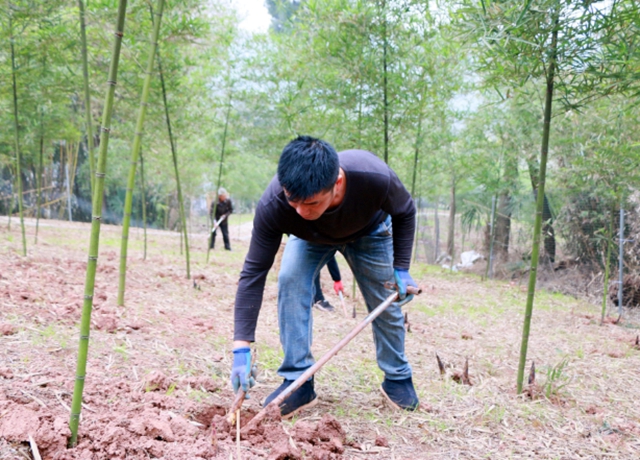 荒土荒山发展雷竹业，纳溪区新乐镇伏龙村走出一条致富路(图1)