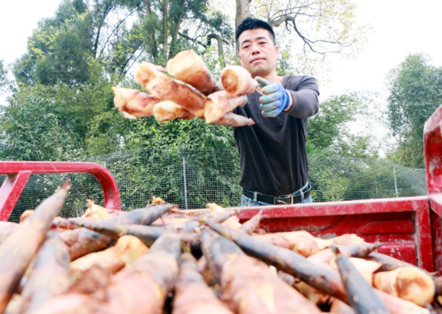 荒土荒山发展雷竹业，纳溪区新乐镇伏龙村走出一条致富路(图2)