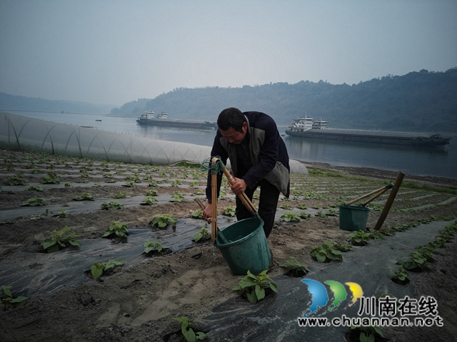 泸县：河滩地变聚宝盆，有机蔬菜效益好(图5)