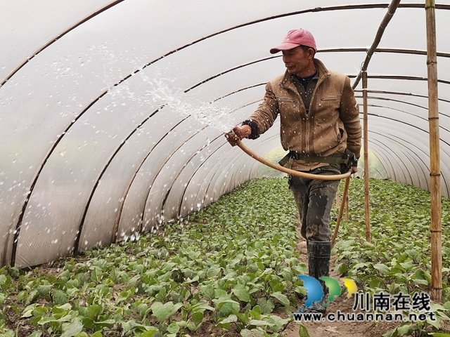 泸县：河滩地变聚宝盆，有机蔬菜效益好(图2)