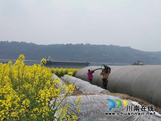 泸县：河滩地变聚宝盆，有机蔬菜效益好(图3)