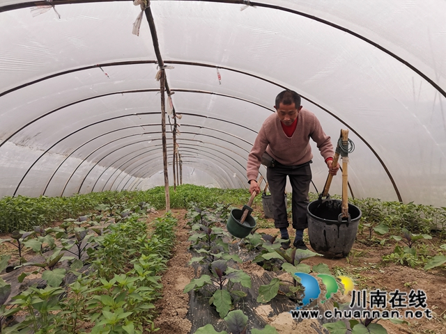 泸县：河滩地变聚宝盆，有机蔬菜效益好(图4)