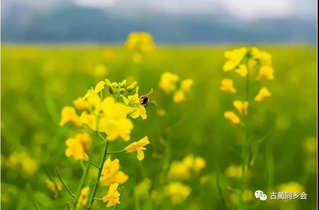 熊发登：油菜花