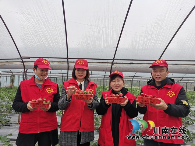 泸县：草莓成熟，党员志愿者线上找销路(图2)