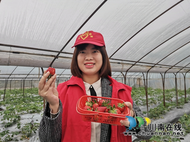 泸县：草莓成熟，党员志愿者线上找销路(图3)