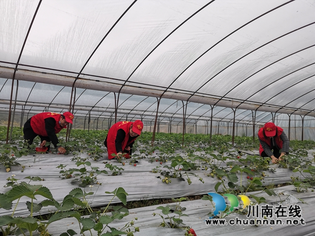 泸县：草莓成熟，党员志愿者线上找销路(图4)