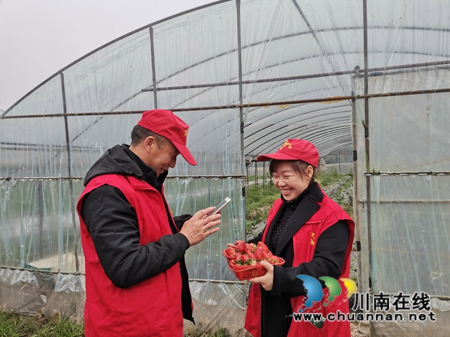 泸县：草莓成熟，党员志愿者线上找销路(图5)