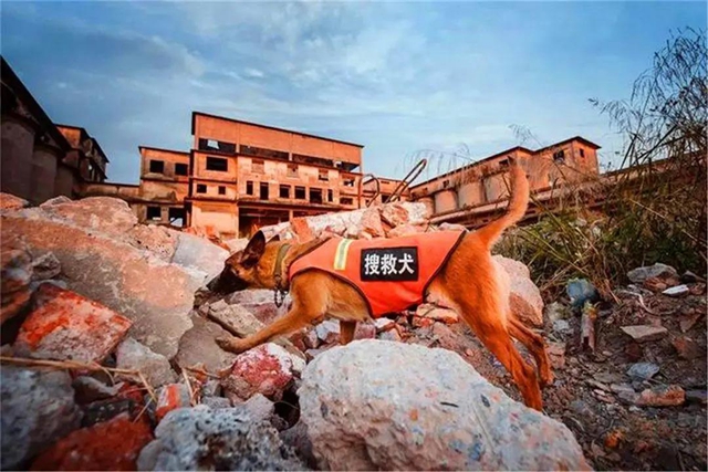 公开征集丨泸州消防6只搜救幼犬等你取名(图2)