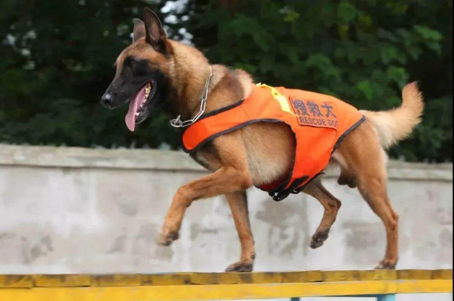 公开征集丨泸州消防6只搜救幼犬等你取名(图3)