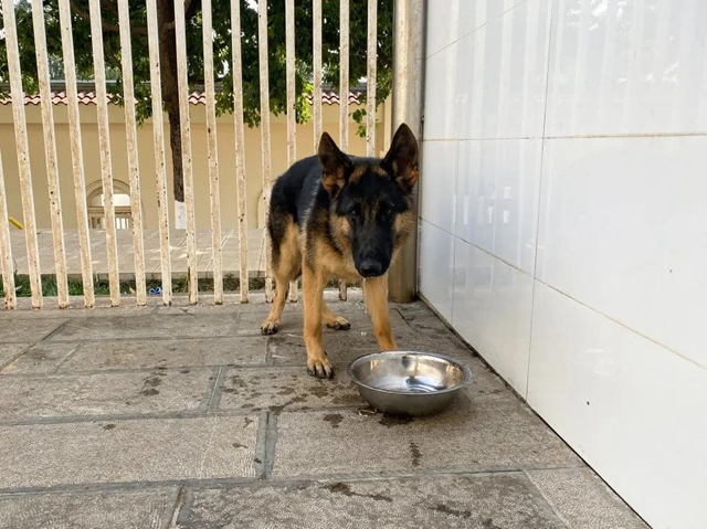 公开征集丨泸州消防6只搜救幼犬等你取名(图4)