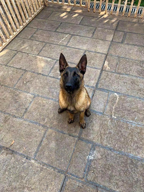 公开征集丨泸州消防6只搜救幼犬等你取名(图5)