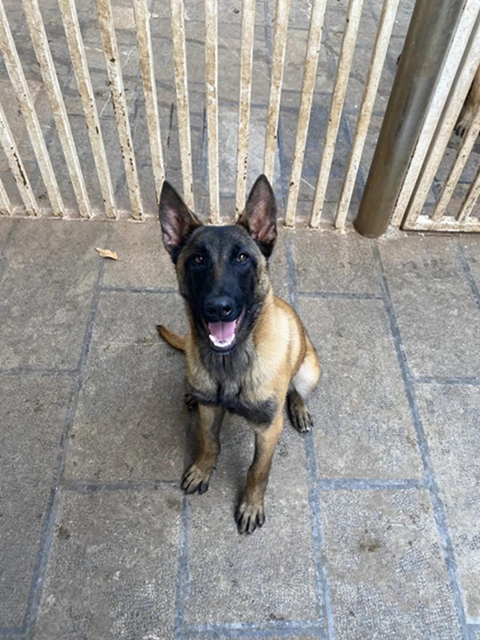 公开征集丨泸州消防6只搜救幼犬等你取名(图6)